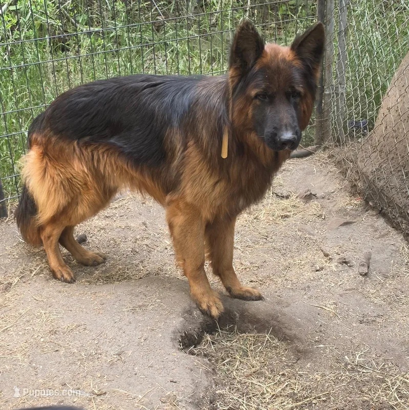 Jango – German Shepherd Dog puppy for sale in Brantley, AL