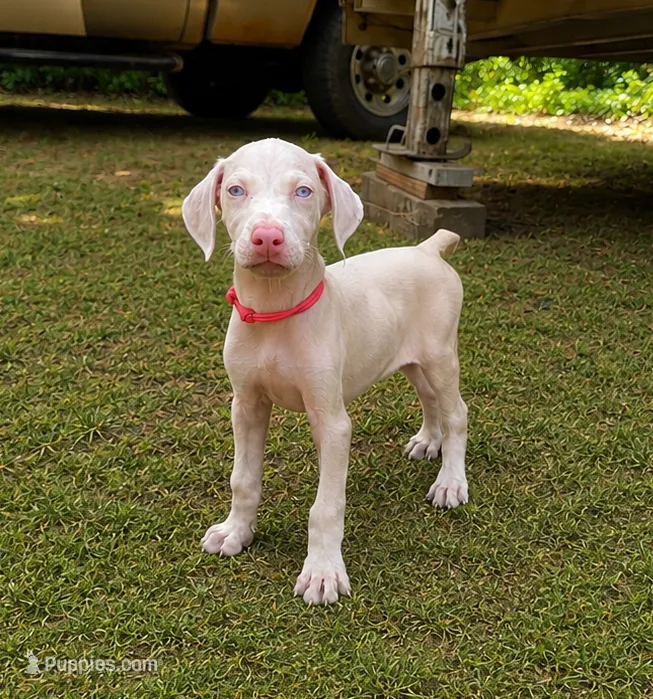 Auriel – Doberman Pinscher puppy for sale in Brantley, AL