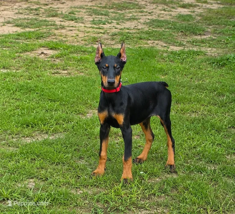 Guardiakins Timewalking Dragon  – Doberman Pinscher puppy for sale in Brantley, AL