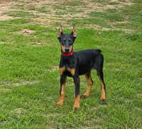 Guardiakins Timewalking Dragon , a female Doberman Pinscher for sale in Brantley, AL – 1 of 1