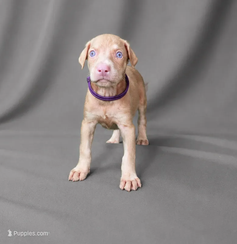 Angel  – Doberman Pinscher puppy for sale in Brantley, AL