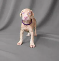 Angel , a female Doberman Pinscher for sale in Brantley, AL – 1 of 3