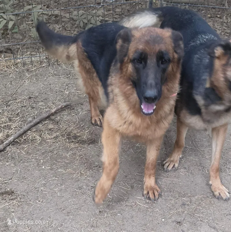 Anne – German Shepherd Dog puppy for sale in Brantley, AL