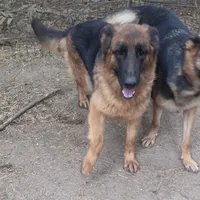 Anne, a female German Shepherd Dog for sale in Brantley, AL – Photo 1 of 2