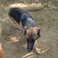 Anne, a female German Shepherd Dog for sale in Brantley, AL – Photo 2 of 2