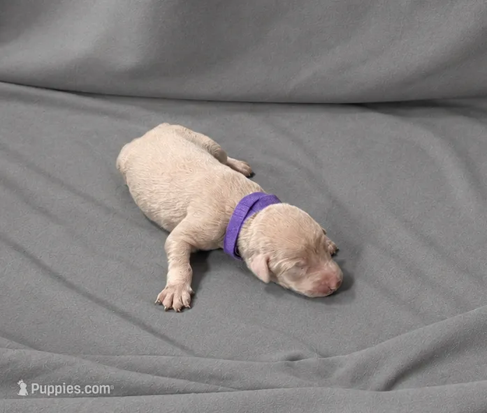 Seren – Doberman Pinscher puppy for sale in Brantley, AL