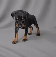 Azrael, a male Doberman Pinscher for sale in Brantley, AL – 3 of 7
