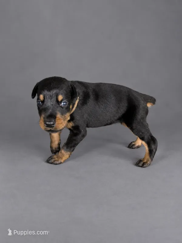 Euron – Doberman Pinscher puppy for sale in Brantley, AL