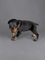 Euron, a male Doberman Pinscher for sale in Brantley, AL – 1 of 1