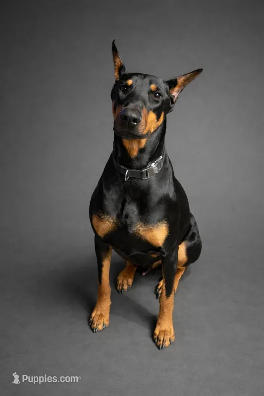 GKK Legendary Wyatt Earp, a male Doberman Pinscher for sale in Brantley, AL – Photo 1 of 1