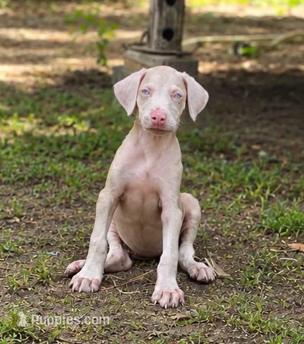 Angel  – Doberman Pinscher puppy for sale in Brantley, AL