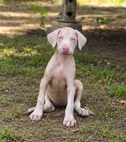 Angel , a female Doberman Pinscher for sale in Brantley, AL – 3 of 6