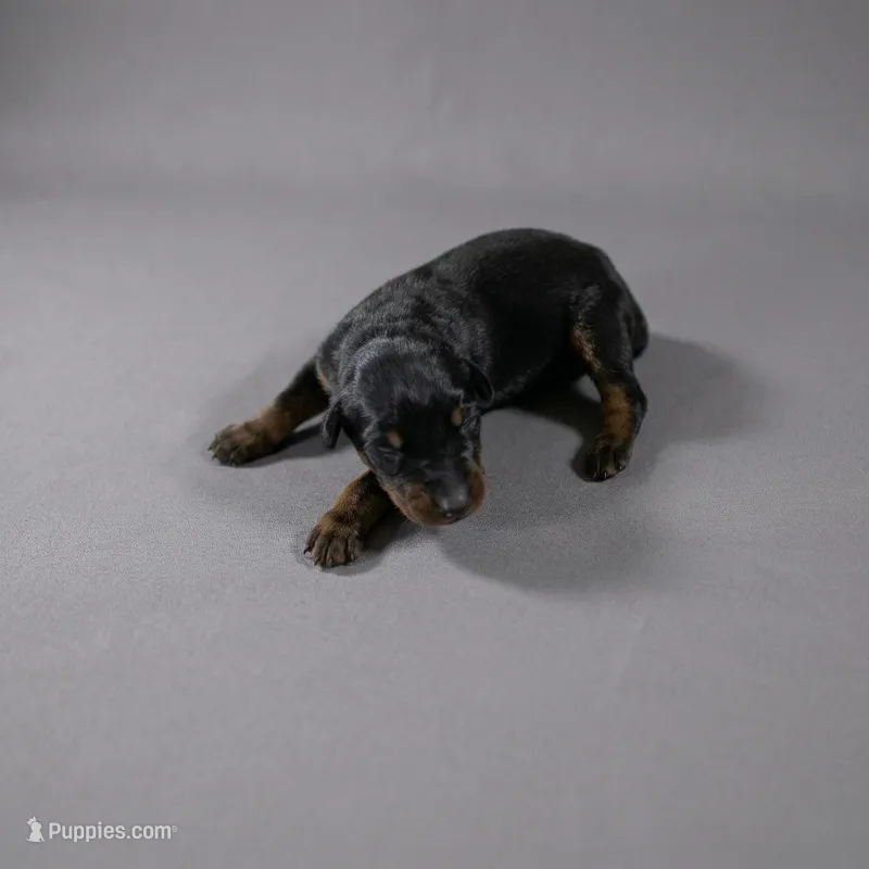 Shuri – Doberman Pinscher puppy for sale in Brantley, AL