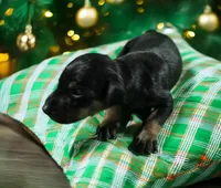 Solo, a female Doberman Pinscher for sale in Brantley, AL – Photo 1 of 2