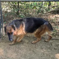 Sofia, a female German Shepherd Dog for sale in Brantley, AL – Photo 3 of 3