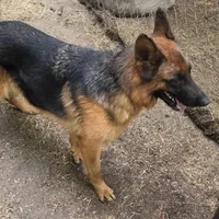 Sofia, a female German Shepherd Dog for sale in Brantley, AL – Photo 1 of 3