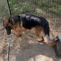 Sofia, a female German Shepherd Dog for sale in Brantley, AL – Photo 2 of 3