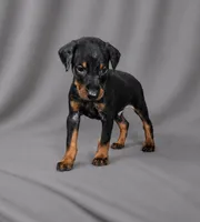 Azrael, a male Doberman Pinscher for sale in Brantley, AL – 4 of 7