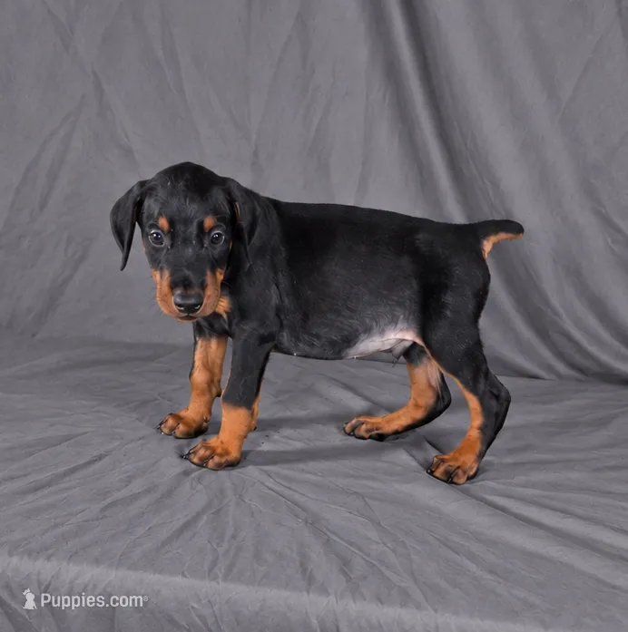 Loras – Doberman Pinscher puppy for sale in Brantley, AL