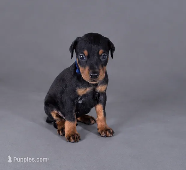 Oberyon – Doberman Pinscher puppy for sale in Brantley, AL