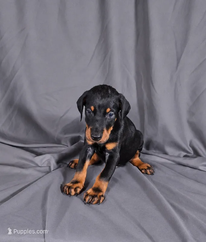 Baron "The Boss" – Doberman Pinscher puppy for sale in Brantley, AL