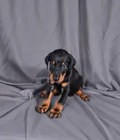 Baron "The Boss", a male Doberman Pinscher for sale in Brantley, AL – 1 of 3