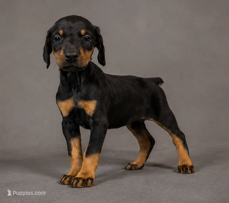 Tempra – Doberman Pinscher puppy for sale in Brantley, AL