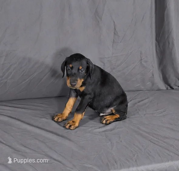 Jorah – Doberman Pinscher puppy for sale in Brantley, AL