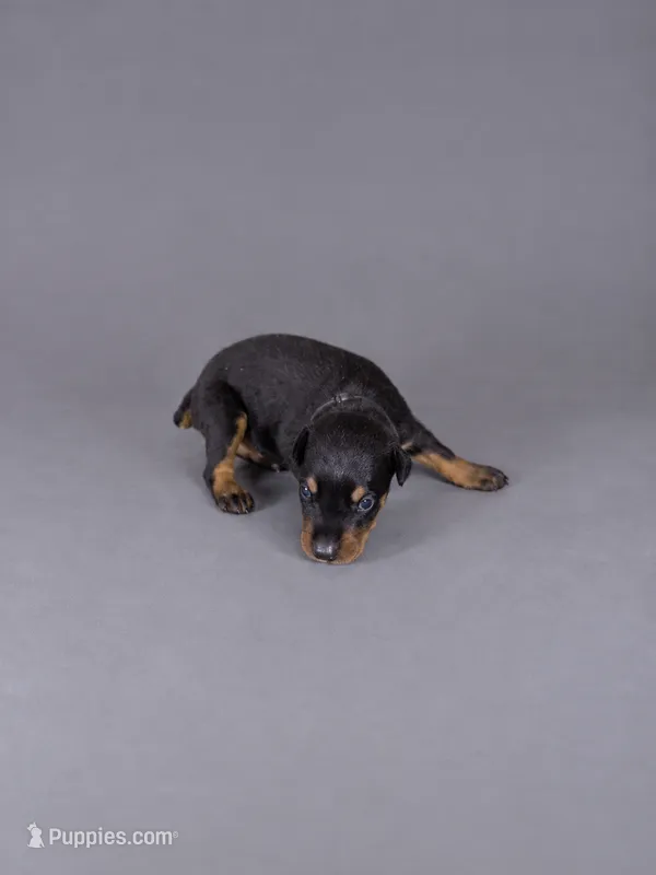 Loras – Doberman Pinscher puppy for sale in Brantley, AL
