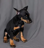Tempra, a female Doberman Pinscher for sale in Brantley, AL – 5 of 5