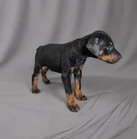 Azrael, a male Doberman Pinscher for sale in Brantley, AL – 2 of 7