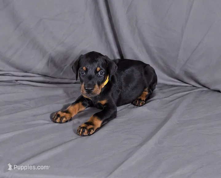Charlie, a male Doberman Pinscher for sale in Brantley, AL – 1 of 4