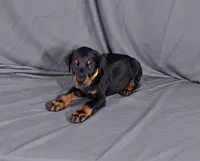Charlie, a male Doberman Pinscher for sale in Brantley, AL – 1 of 4