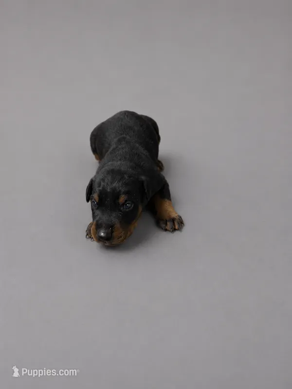 Azrael – Doberman Pinscher puppy for sale in Brantley, AL