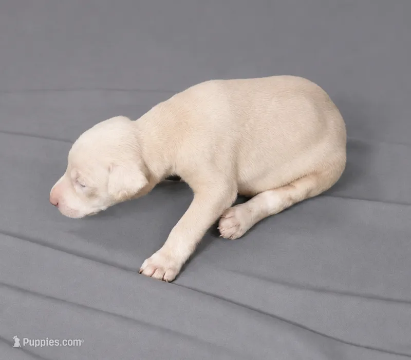 Zuriel – Doberman Pinscher puppy for sale in Brantley, AL