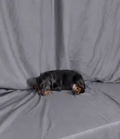 Baron "The Boss", a male Doberman Pinscher for sale in Brantley, AL – 2 of 3