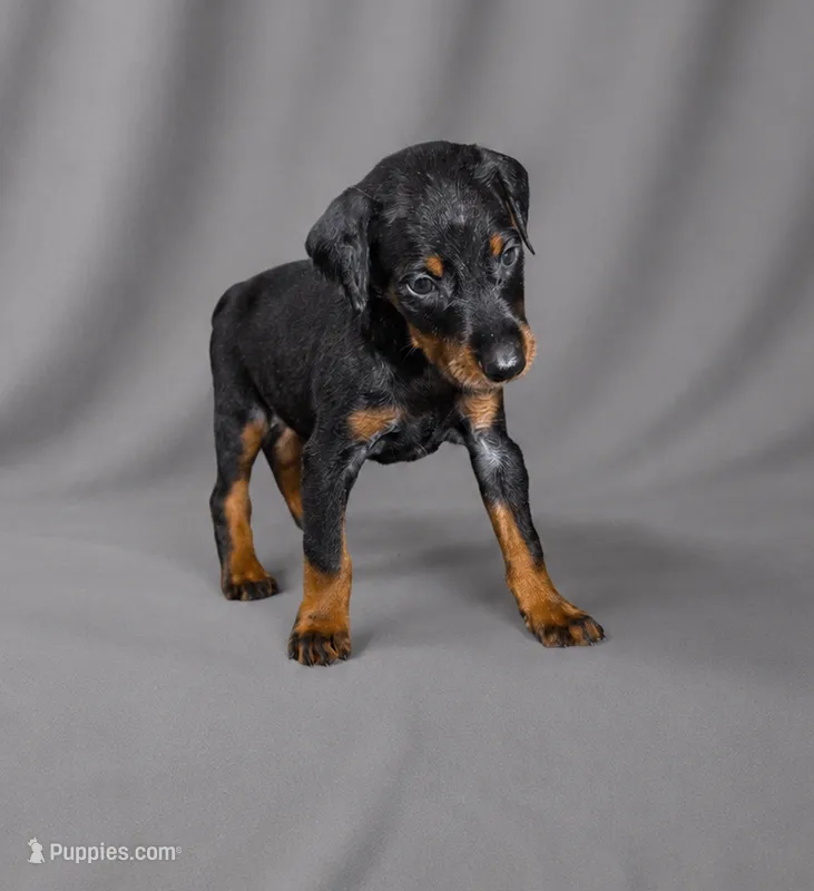 Azrael – Doberman Pinscher puppy for sale in Brantley, AL