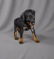 Azrael, a male Doberman Pinscher for sale in Brantley, AL – 1 of 7