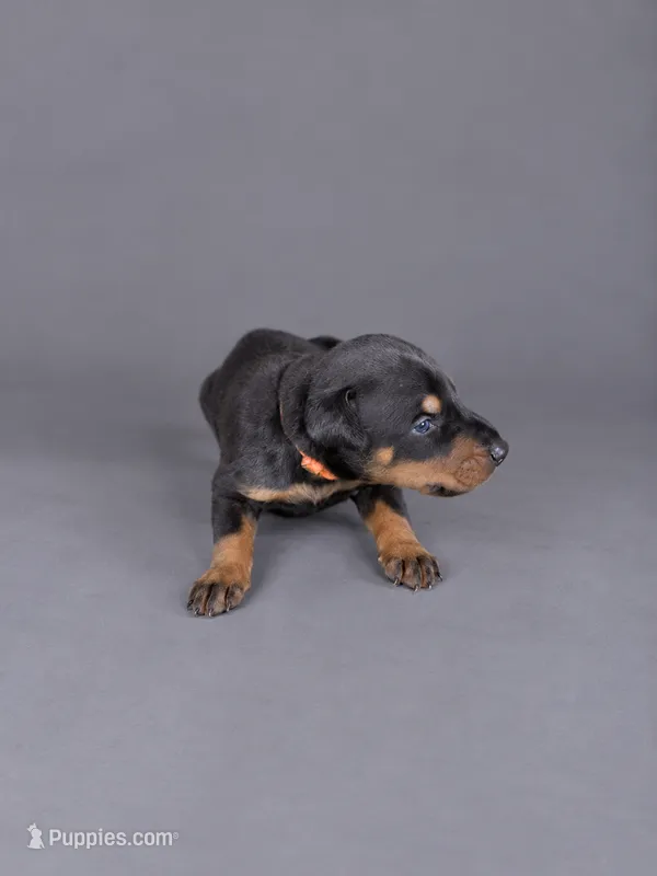 Khal – Doberman Pinscher puppy for sale in Brantley, AL