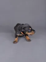 Khal, a male Doberman Pinscher for sale in Brantley, AL – 1 of 1