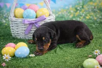 Sage, a male Doberman Pinscher for sale in Brantley, AL – Photo 1 of 2