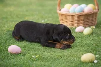 Sage, a male Doberman Pinscher for sale in Brantley, AL – Photo 2 of 2