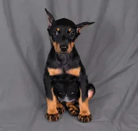 Tempra, a female Doberman Pinscher for sale in Brantley, AL – 2 of 5