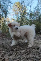 Carrot, a male Poodle - Miniature  for sale in Brantley, AL – Photo 3 of 4