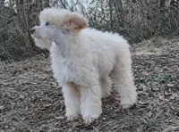 Carrot, a male Poodle - Miniature  for sale in Brantley, AL – Photo 4 of 4