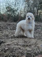 Carrot, a male Poodle - Miniature  for sale in Brantley, AL – Photo 2 of 4