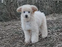 Carrot, a male Poodle - Miniature  for sale in Brantley, AL – Photo 1 of 4