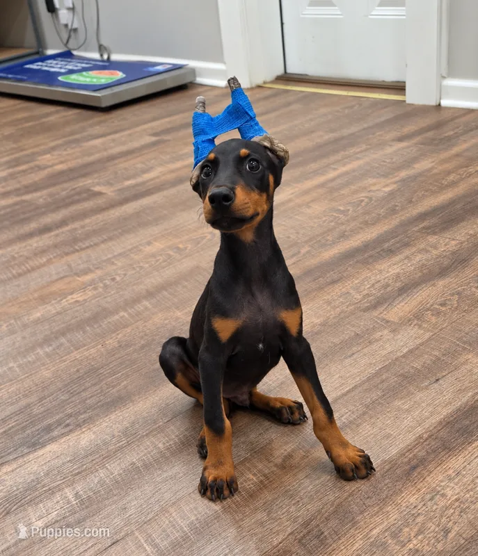Azrael – Doberman Pinscher puppy for sale in Brantley, AL