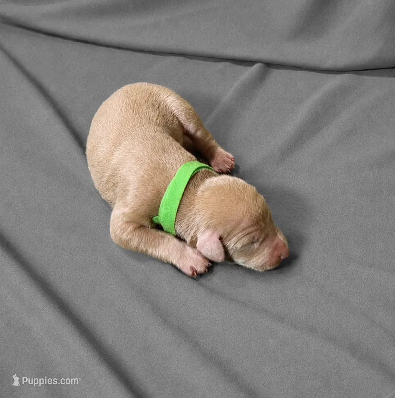 Raziel – Doberman Pinscher puppy for sale in Brantley, AL