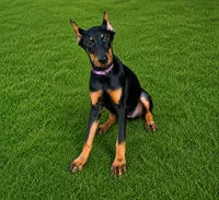 Guardiankins Many Whelps Handle It , a female Doberman Pinscher for sale in Brantley, AL – 1 of 1